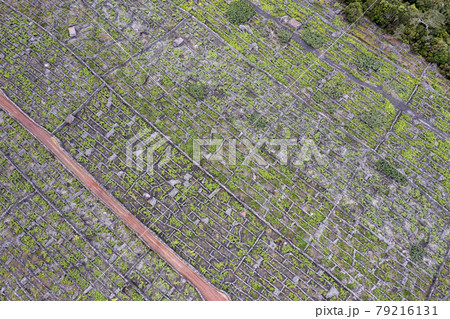 Pico Island Azores vineyard wine grapes protected by lava stone aerial view 79216131