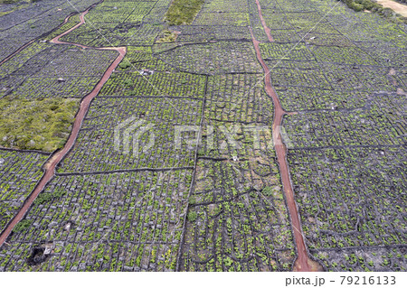 Pico Island Azores vineyard wine grapes protected by lava stone aerial view 79216133