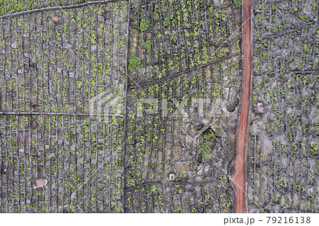 Pico Island Azores vineyard wine grapes protected by lava stone aerial view 79216138