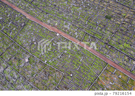 Pico Island Azores vineyard wine grapes protected by lava stone aerial view 79216154