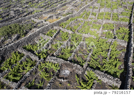 Pico Island Azores vineyard wine grapes protected by lava stone aerial view 79216157