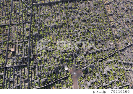 Pico Island Azores vineyard wine grapes protected by lava stone aerial view Pico Island Azores vineyard wine grapes protected by lava stone aerial view 79216166