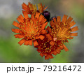 コウリンタンポポ コウリンタンポポ 79216472