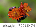 コウリンタンポポ コウリンタンポポ 79216474