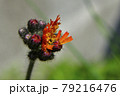 コウリンタンポポ コウリンタンポポ 79216476