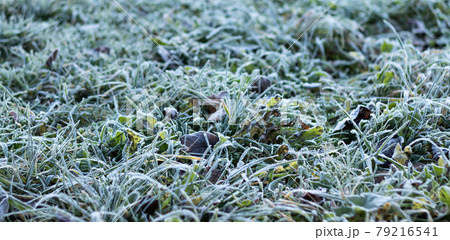 Green grass with hoarfrost under bright light, selective focus Green grass with hoarfrost under bright light, selective focus 79216541