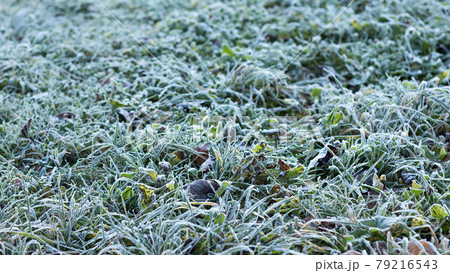 Green grass covered with hoarfrost under sun light, selective focus 79216543