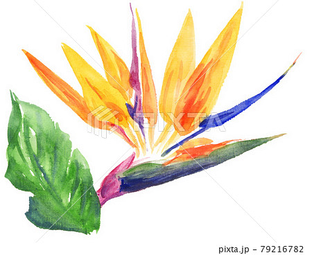 バードオブパラダイス216701pix7 79216782