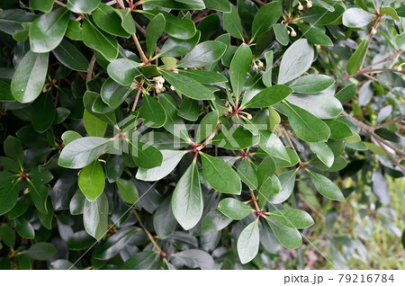 モッコクの花 葉 モッコクの花 葉 79216784