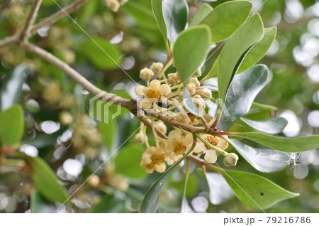 モッコクの花 モッコクの花 79216786