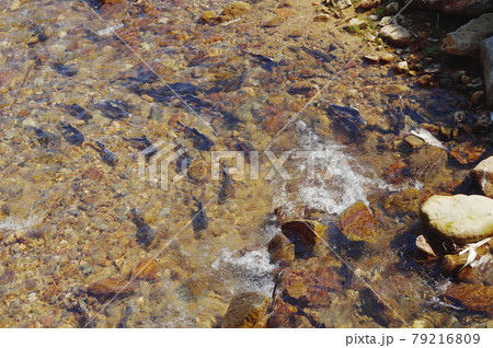 カラフトマスの遡上（北海道・知床） 79216809