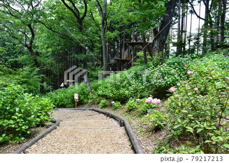 三島市　三島スカイウォーク北エリアのkicoroの森あじさい小道 79217213