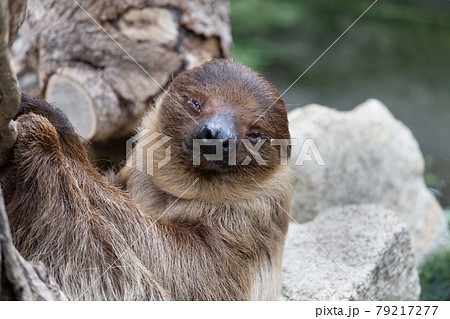 神戸どうぶつ王国のフタユビナマケモノ 79217277