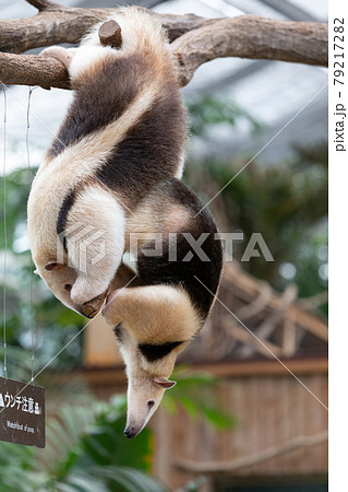 神戸どうぶつ王国のミナミコアリクイ 79217282