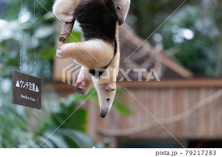 神戸どうぶつ王国のミナミコアリクイ 79217283