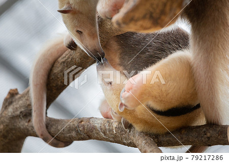 神戸どうぶつ王国のミナミコアリクイ 79217286