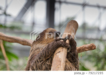 神戸どうぶつ王国のフタユビナマケモノ 79217295
