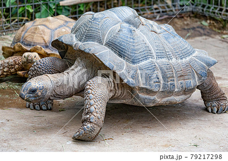 神戸どうぶつ王国のケズメリクガメとアルダブラゾウガメ 79217298