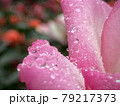 雨雫のバラ 79217373