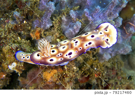 Sea Slug Tryon s Risbecia, Lembeh, North Sulawesi, Indonesia Sea Slug Tryon s Risbecia, Lembeh, North Sulawesi, Indonesia 79217460