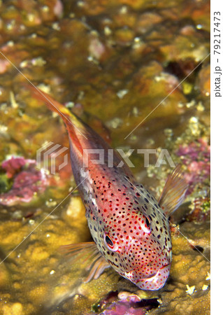 Freckled Hawkfish, Bunaken National Marine Park, Indonesia 79217473