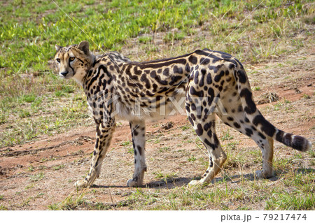 Cheetah, Wildlife Reserve, South Africa Cheetah, Wildlife Reserve, South Africa 79217474