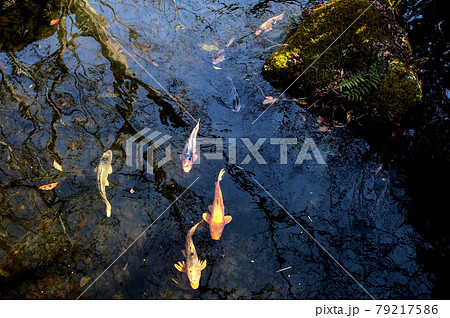 池の鯉 79217586