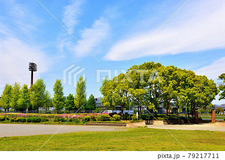 海老名運動公園の上空を流れる白い雲 79217711
