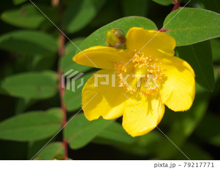 ヒペリカム・ヒドコートの花 ヒペリカム・ヒドコートの花 79217771