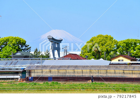 寒川神社大鳥居の向こうに見える雪をかぶった富士山 79217845