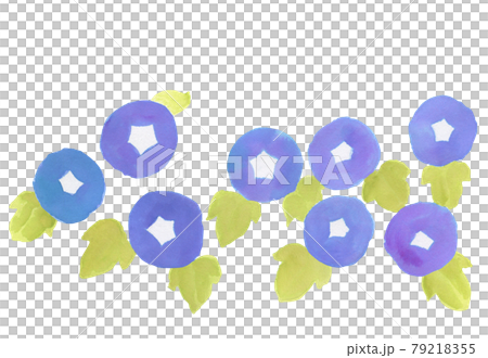 朝顔の手描き水彩イラスト 手描き 水彩 あさがお アサガオ 植物画 79218355