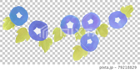 牽牛花手繪水彩插畫 手繪水彩牽牛花牽牛花植物插畫 79218829