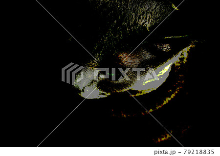 猫　ロシアンブルー 79218835