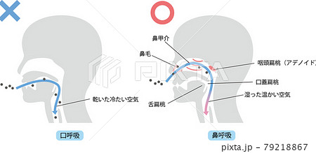 鼻呼吸と口呼吸 79218867