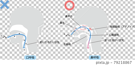 鼻呼吸と口呼吸 79218867