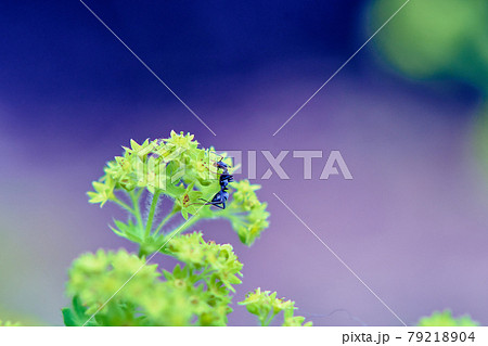 花とアリ 79218904