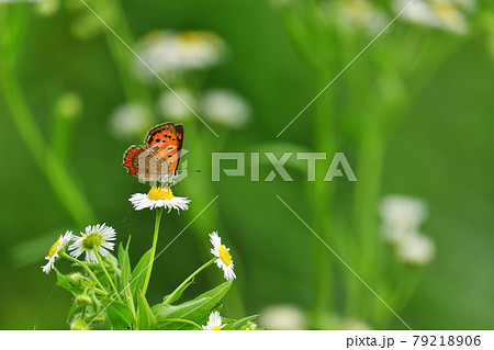 ベニシジミ ベニシジミ 79218906