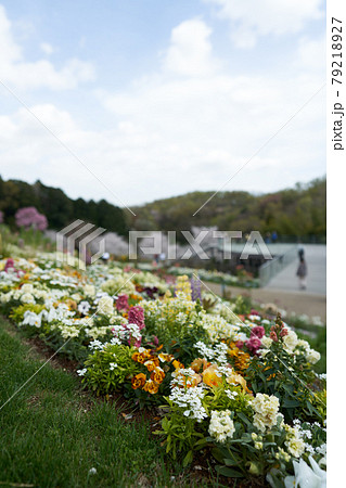 美しい庭園に咲き誇る可憐なイベリスやストックなどの草花 美しい庭園に咲き誇る可憐なイベリスやストックなどの草花 79218927