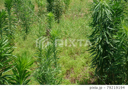 荒地　草原　野原　雑草　土地 79219194