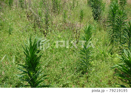 荒地　草原　野原　雑草　土地 79219195