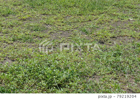 荒地　草原　野原　雑草　土地 79219204