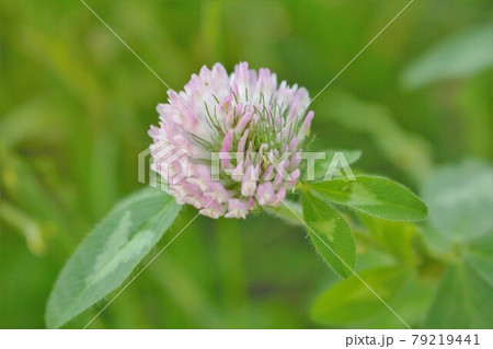 アカツメグサ 79219441