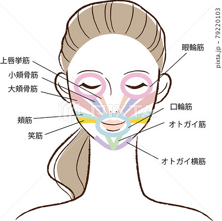 顔の筋肉 79220103