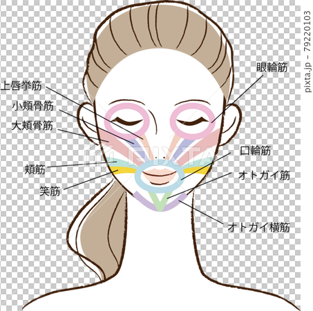 顔の筋肉 79220103