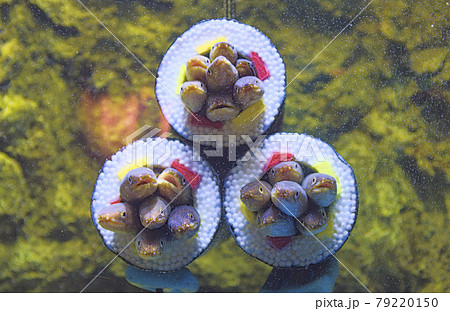 穴子巻き 79220150