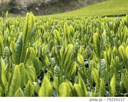 茶畑の茶葉のクローズアップ 茶畑の茶葉のクローズアップ 79220157