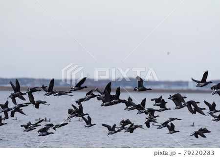 野付半島のコクガン 79220283