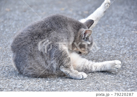 くつろぐネコ くつろぐネコ 79220287