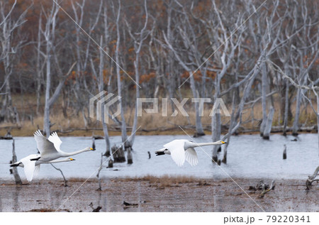 野付半島　ナナワラのハクチョウ 79220341