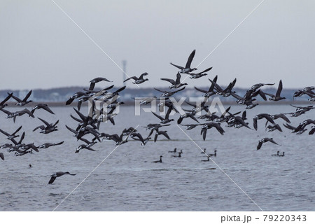 野付半島のコクガン 79220343